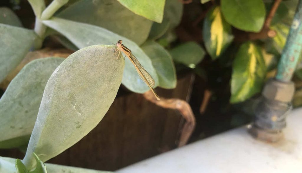 baby dragonfly on leaf