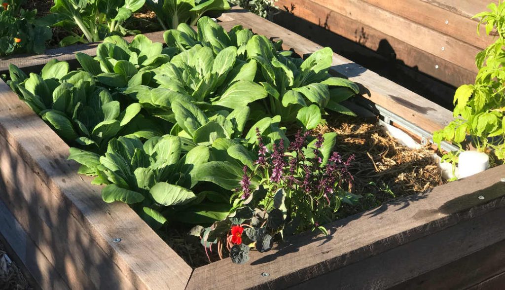 wicking bed of pakchoy