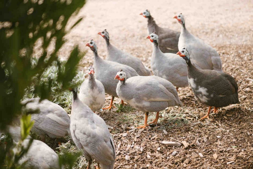 guinea fowl