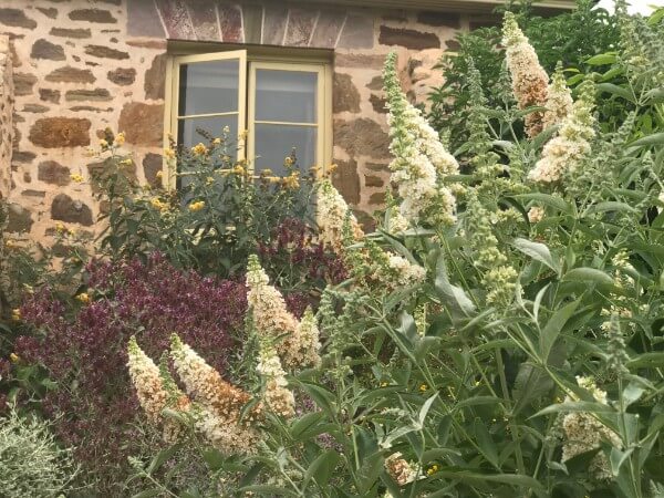 Buddleja with stone house