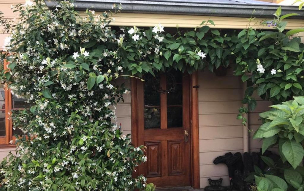 Mandevilla and Chinese Star over front porch