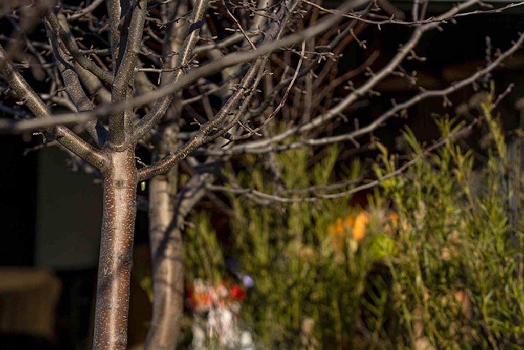 fruit trees