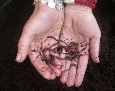 worms in hand
