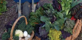colourful vegetables in basket