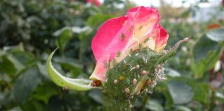 rose and aphids and ladybirds