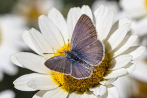 common grass blue butterfly
