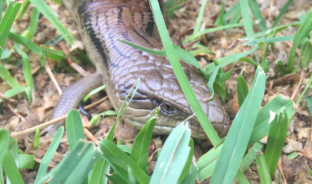 Habitat for lizards Sophies Patch Sophie Thomson