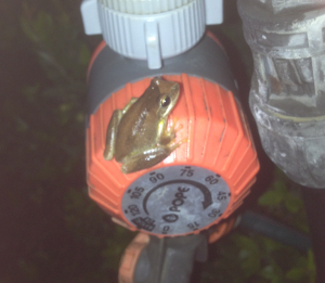 frog on tap