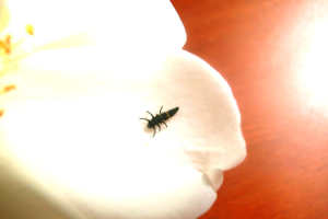 ladybird larvae on white flower
