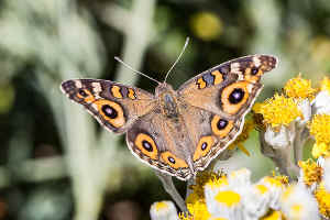 meadow argus butterfly