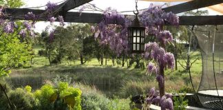 wisteria first blooms