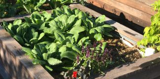 wicking bed of pakchoy