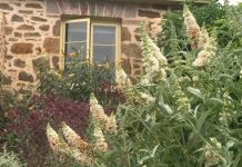 Buddleja with stone house