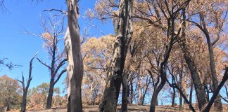 view of bushfire damage