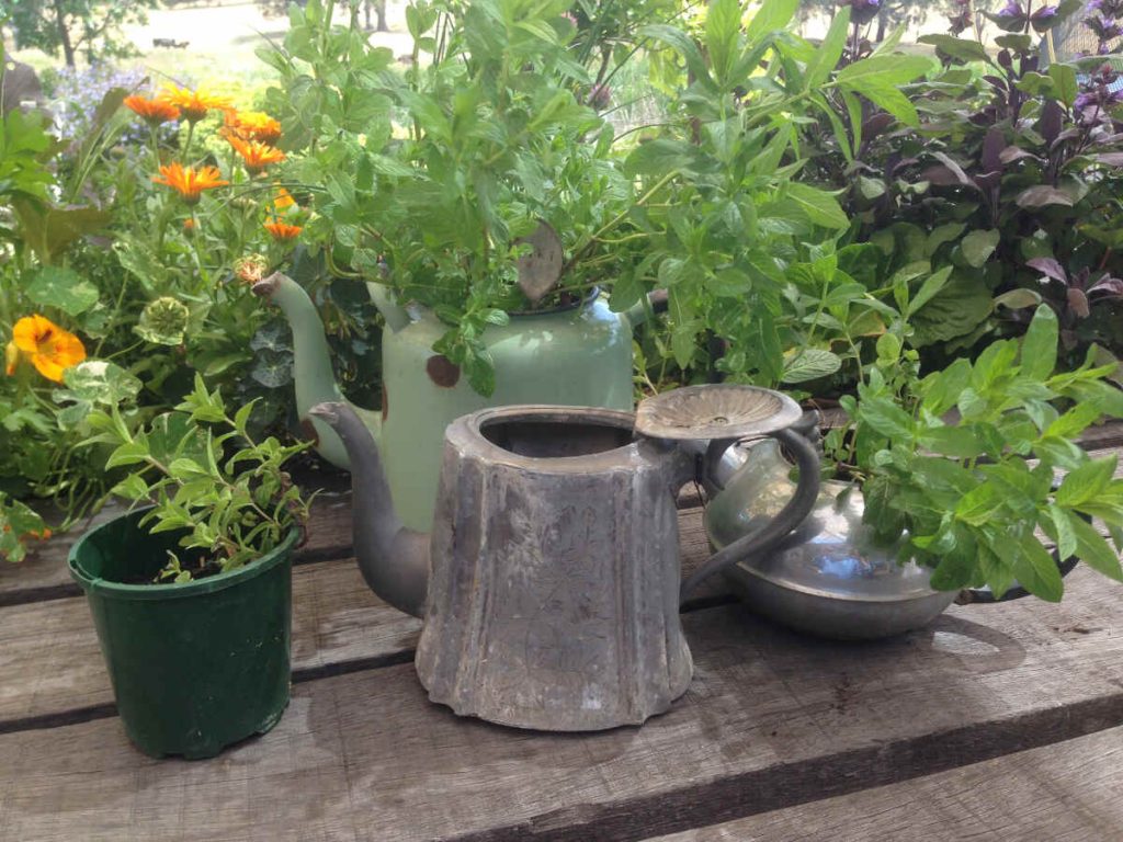 tea pot plants